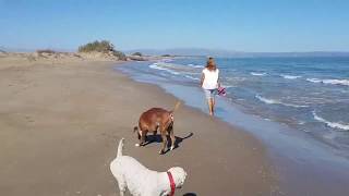 Traumhaft schöner Hundestrand im Ferienort Riumar Webseite wwwSpanienUrlaubmitHundde [upl. by Rhodie776]