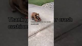 Chowder learned how to stop MANY crash cushions needed EnglishBulldog Bulldog dog funnydogs [upl. by Etnohs384]