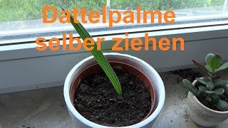 Dattelpalme züchten Dattel selber ziehen Datteln Palmen vermehren [upl. by Yeleak657]