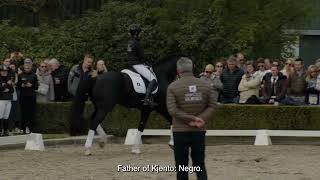 Van Olst Horses Kjento stallionshow 2023 [upl. by Connelley]