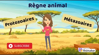 Zoologie  Exploration du Règne Animal Protozoaires et Métazoaires [upl. by Lazes943]