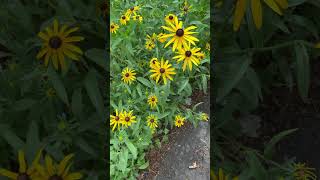 How to know if Black eyed Susan’s Rudbeckia hirta are a straight species [upl. by Latsryk]