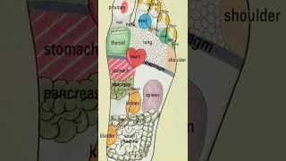 The leg nerves connected with different parts and organs of the body [upl. by Kreager]