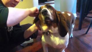 Bassett Hound ear cleaning [upl. by Nyrmac]