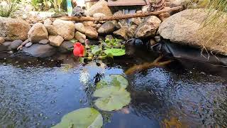 Glass Water Pond [upl. by Douty]