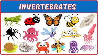 Invertebrates  Learn About Invertebrates  Incredible Invertebrates  Invertebrates name for kids [upl. by Kerge]