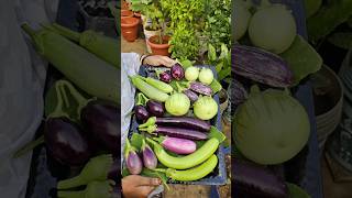 Brinjals harvesting వంకాయలు brinjal mygarden gardening shortvideo ytshorts shorts [upl. by Yrellih279]