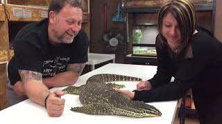 UNE SEANCE DE SHIATSU SUR UN VARAN  🤔 varanus panoptes [upl. by Dray]