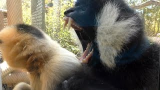 Gibbons Attack Fangs FYV [upl. by Anidnamra92]