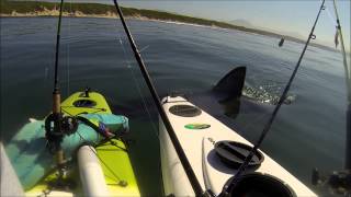 Great White Tests Kayak Anglers Nerves  Jukin Media Verified Original [upl. by Yenetruoc]