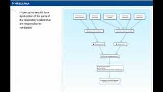 Pathology of hypercapnia [upl. by Budwig]