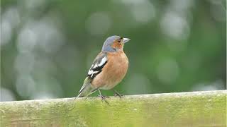 Common Chaffinch calling [upl. by Freed197]