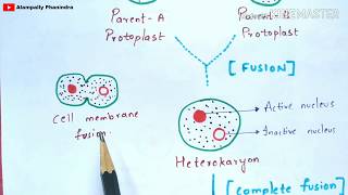 Formation of somatic hybrids and cybrids  Notes  Somatic hybridization  Cybridization [upl. by Lenej]