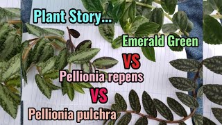 Growing 3 Different Types  Polynesian Ivy Plant Care Tips Procris  Pellonia repens amp pulchra [upl. by Adriana]