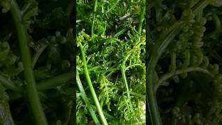 Dheki saag  Fiddlehead  janglee saag shorts saag nature janglee [upl. by Donata]