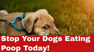 Gross Dog Habits How to Stop Dog from Eating Poop Home Remedies [upl. by Kayla]