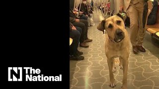 Meet the dog touring Istanbul on public transport [upl. by Acinoreb]