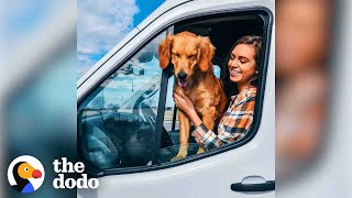 How To Live And Travel In A Van With Your Dog  The Dodo [upl. by Notsa]