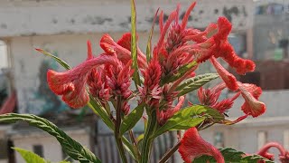 How to grow and care Coxcomb flowerमखमली मुर्गा कलगी फूलCelosia Cockscomb plant care YouTube [upl. by Ahsieyt]