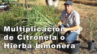 Multiplicación de Citronela o Hierba Limonera [upl. by Clarkin741]