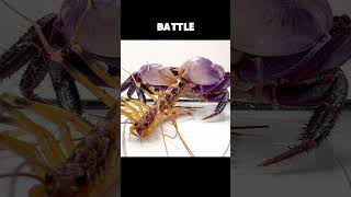 Scutigera coleoptrata Takes On Crab In The Battle Of The Century [upl. by Dill]