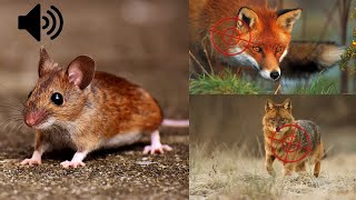 Mouse squearking  predator call sound effects [upl. by Ranilopa]