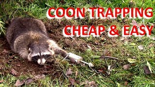 Coon Trapping  Cheap and Easy Overnight Success [upl. by Anerec]