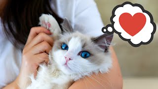 Discover HERE if Youre Your Cats Favorite Person and if not How to Be 🐈 [upl. by Gretal]