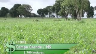 FAZENDA À VENDA EM CAMPO GRANDE  MS COM 2700 HECTARES [upl. by Idet]