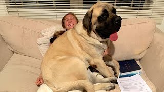 When Your Big Dog Thinks Hes a BABY Funny Dog and Human [upl. by Saunderson]