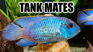 Top 10 Tank Mates for Electric Blue Acara [upl. by Kore]