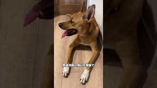 【元保護犬らんまるとなな】今日も暑かった！ shorts dog かわいい 可愛いわんこ かわいい犬犬 子犬 雑種犬飼ってると毎日楽しい 雑種犬 元保護犬 [upl. by Ardnaxila988]