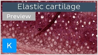 Elastic cartilage tissue under the microscope preview  Histology  Kenhub [upl. by Llerdnad]