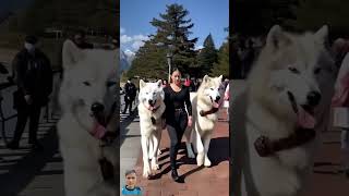 My Direwolves love the Seawall🐺🫣🐺 direwolves wolf wolves pets pet dogs dog fyp foryou [upl. by Meerek19]