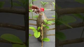 🌿How grow Lime tree great idea to propagate lime tree by air layering using a Carrot🥕gardening [upl. by Walston]