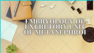 Embryology of excretory units  metanephros  Development of urogenital system [upl. by Acilef181]