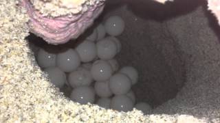 Sea Turtle Mother Laying Her Eggs Original [upl. by Lamb]