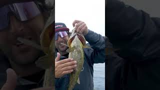 540lb Early Fall Umbrella Rig Smallmouth on Oneida Lake [upl. by Enid]