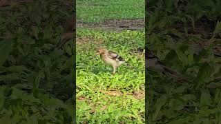 Blackcollared starling Birds beautifulbird birds birdsoun bird nature birdsounds myna [upl. by Aneris]