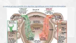 CYTOLOGIE Cellule cancereuse [upl. by Aguie375]