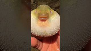 body puffing fish 😱 shortvideo [upl. by Tomasz19]