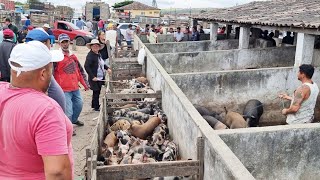 SUÃNOS DE R 8000 SÃ“ EM CAPOEIRAS PE ALÃ‰M DE CAPRINOS E OVINOS 03112023 nordeste [upl. by Okramed126]