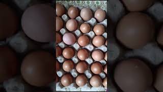 Chicken farming Egg farming  poultry farming Poultry egg farming Egg farming business  Farming [upl. by Lirrehs]