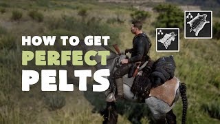 How to get Perfect Pelts Every Time  Hunting Guide  Red Dead Redemption 2 [upl. by Edieh]