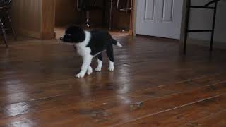 Border Collie Puppies for Sale [upl. by Colman]