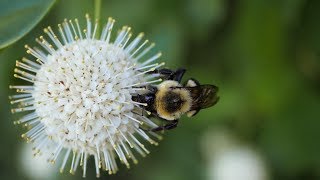 Common Eastern Bumble Bee Pollinating Buttonbush [upl. by Rhoda814]