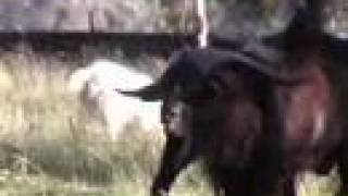 Billy Goat Behavoir in Breeding Season [upl. by Fabyola]