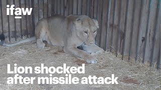 Traumatized lioness Yuna after Kyiv missile attack [upl. by Marquez]