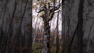 Old maple in boreal forestcanada borealnorthlife wildlife hunting [upl. by Pavior]