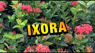 COMO CUIDAR da IXORA  VAI ficar LINDA no seu JARDIM [upl. by Athenian243]